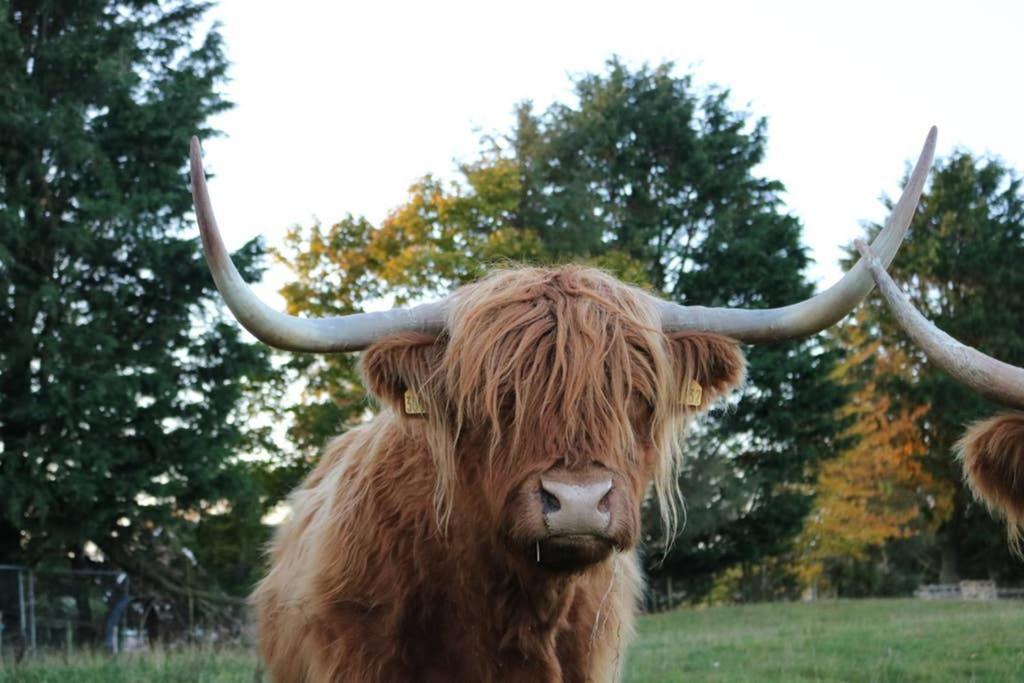 Villa Glampods Glamping Pod - Meet Highland Cows And Sheep Elgin Exterior foto