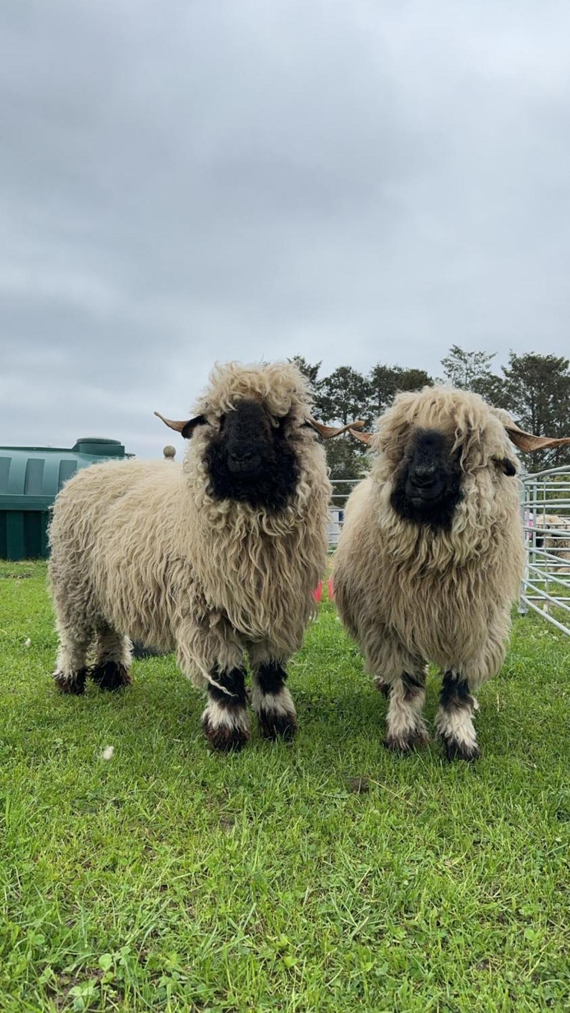 Villa Glampods Glamping Pod - Meet Highland Cows And Sheep Elgin Exterior foto